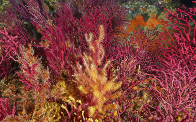 The LIFE ECOREST project starts with the goal of restoring around 30,000 hectares of sea habitats.