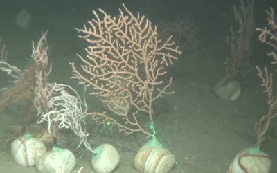 The LIFE Ecorest project releases over 250 corals and gorgonians back into the Catalan coast with the collaboration of the fishing sector