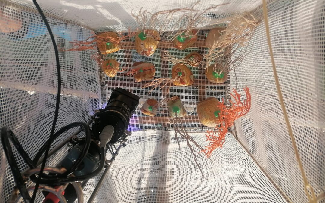 Marine restoration: A great ally in ecosystem conservation