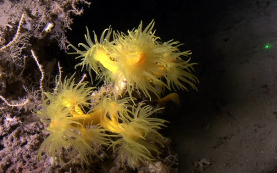 The value of sessile animals in marine ecosystems and the economy