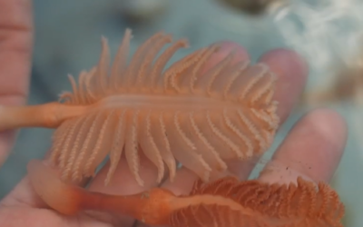 The species recovered in the LIFE Ecorest Project: Which are they?