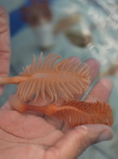 The species recovered in the LIFE Ecorest Project: Which are they?