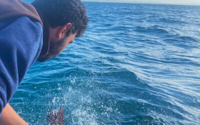 LIFE ECOREST restoration method applied in Cadiz waters