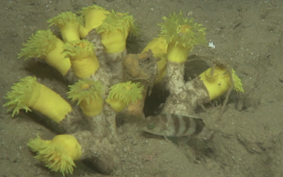 The reintroduction of more than 8,000 corals, gorgonians, and sponges in fishing exclusion zones is driving the recovery of deep-sea ecosystems