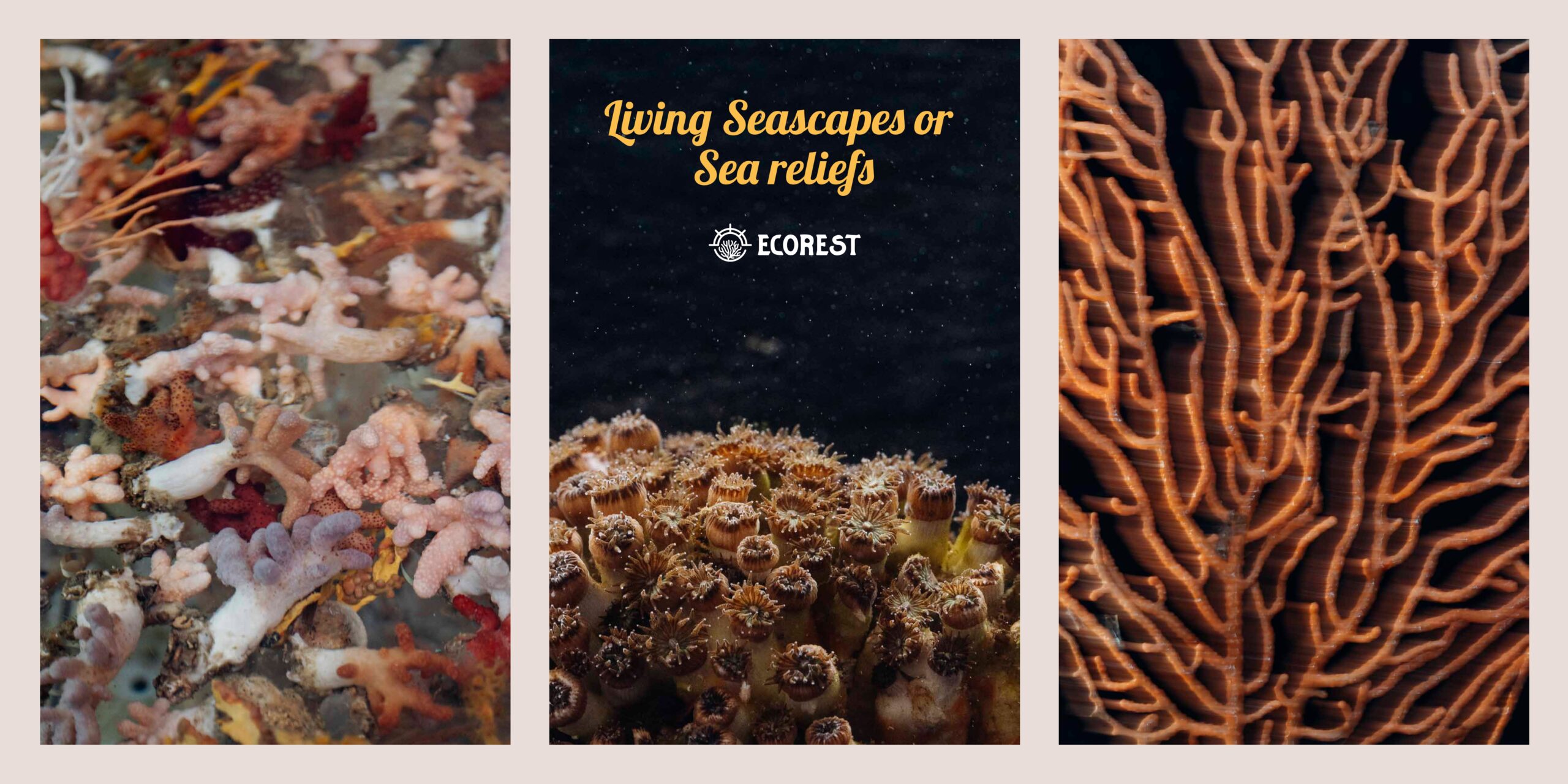 LIVING SEASCAPES OR SEA RELIEFS