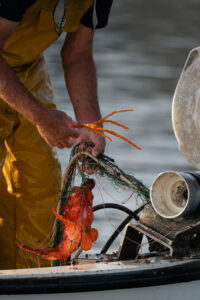 ALIADOS DEL MAR