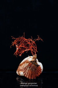The Mediterranean Sea is home to an extraordinary diversity of life.