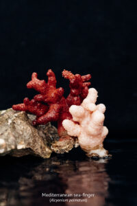 The Mediterranean Sea is home to an extraordinary diversity of life.