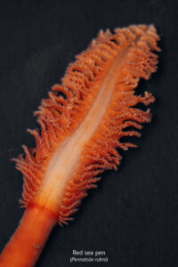 The Mediterranean Sea is home to an extraordinary diversity of life.