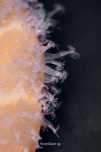 The Mediterranean Sea is home to an extraordinary diversity of life.