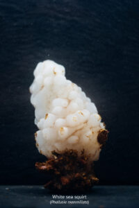 The Mediterranean Sea is home to an extraordinary diversity of life.