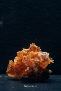 The Mediterranean Sea is home to an extraordinary diversity of life.