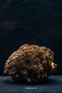 The Mediterranean Sea is home to an extraordinary diversity of life.
