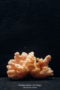 The Mediterranean Sea is home to an extraordinary diversity of life.