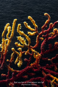 The Mediterranean Sea is home to an extraordinary diversity of life.